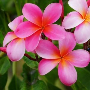 Meet your Posher, Riley